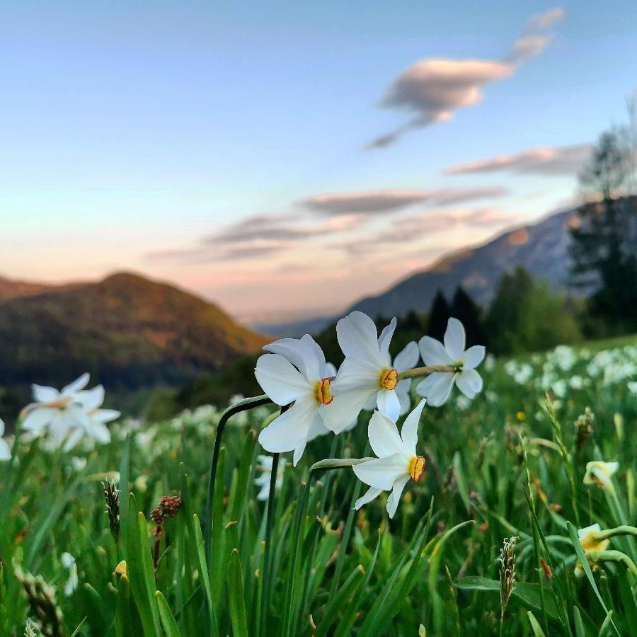 Apartma Rekar - A House, Where You Can Relax In The Embrace Of Nature Jesenice Dış mekan fotoğraf