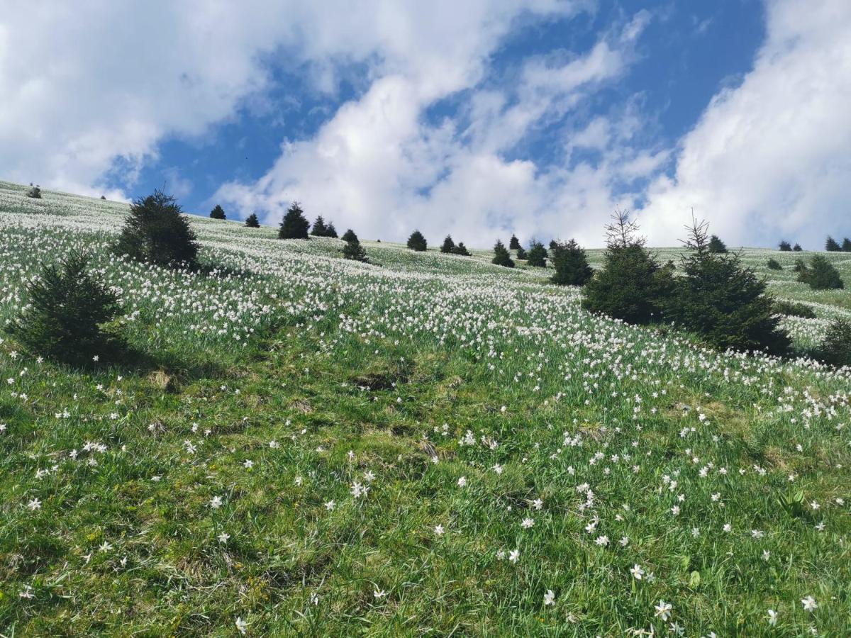 Apartma Rekar - A House, Where You Can Relax In The Embrace Of Nature Jesenice Dış mekan fotoğraf